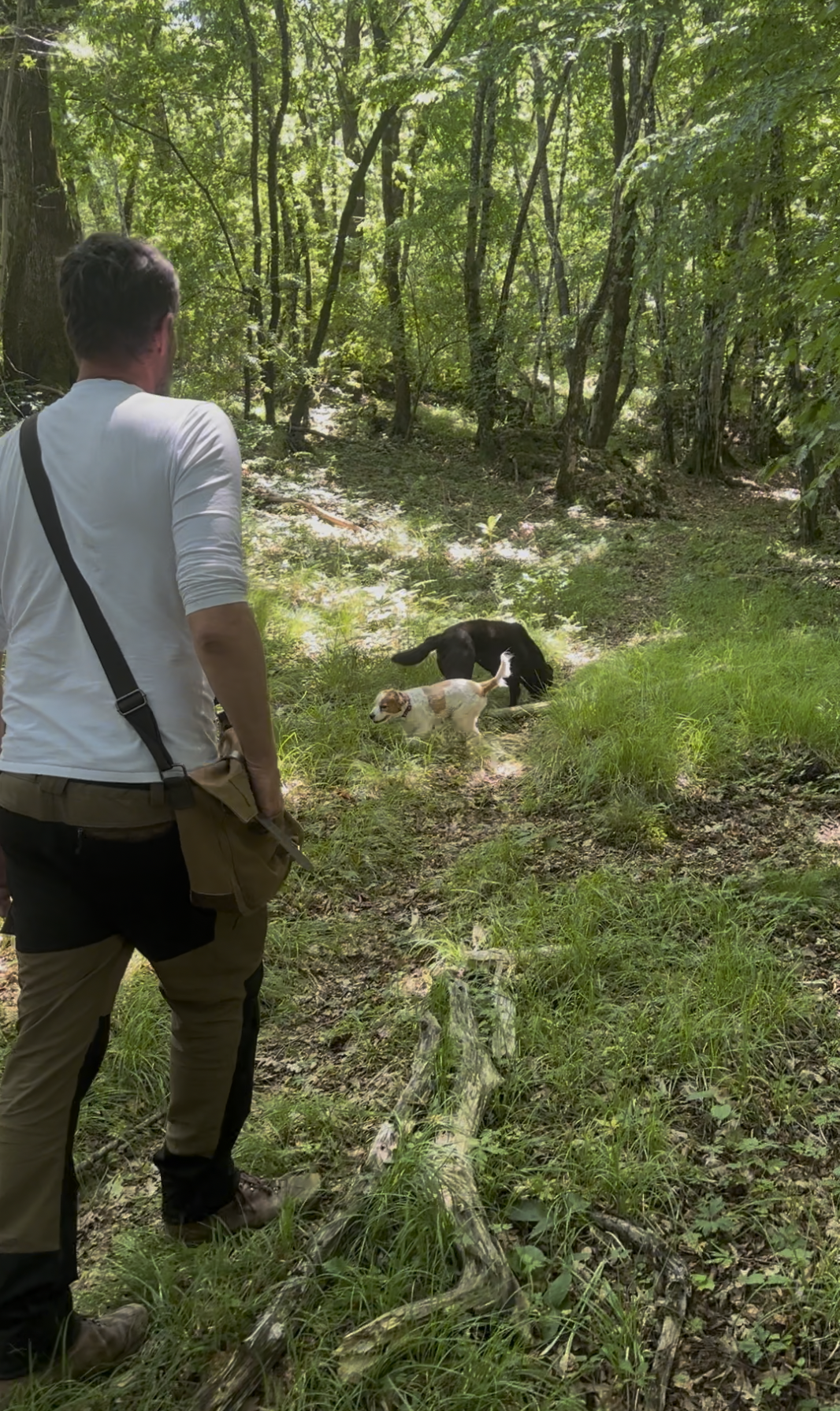 Truffels zoeken in Karst en de Vipava Vallei